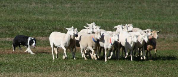 dog herding group of sheep